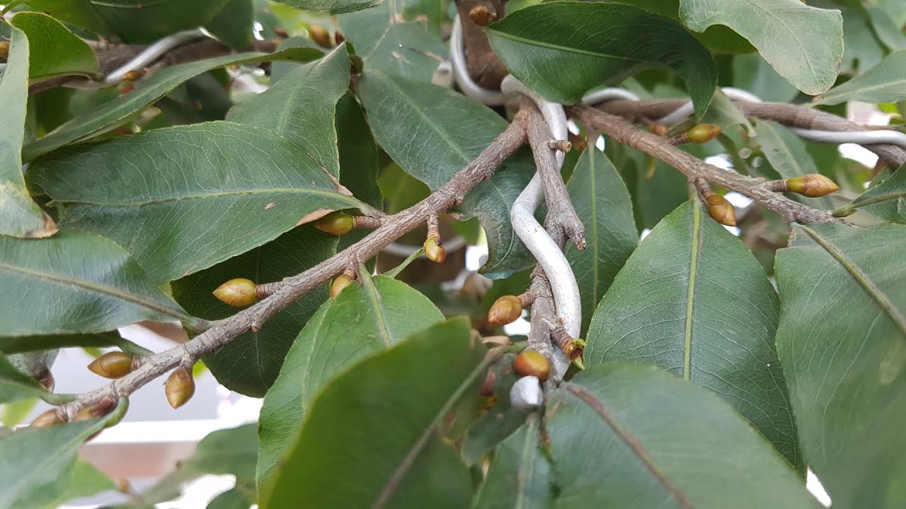 Aluminum wire for Ochna plants. Xã nhôm cho cây Mai (Tập 1)