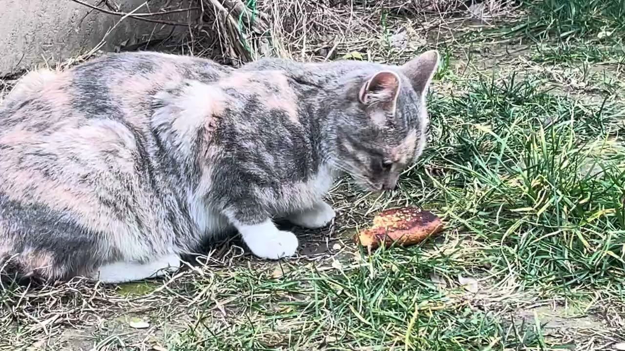 Cat Enjoying Toast 😺🍞
