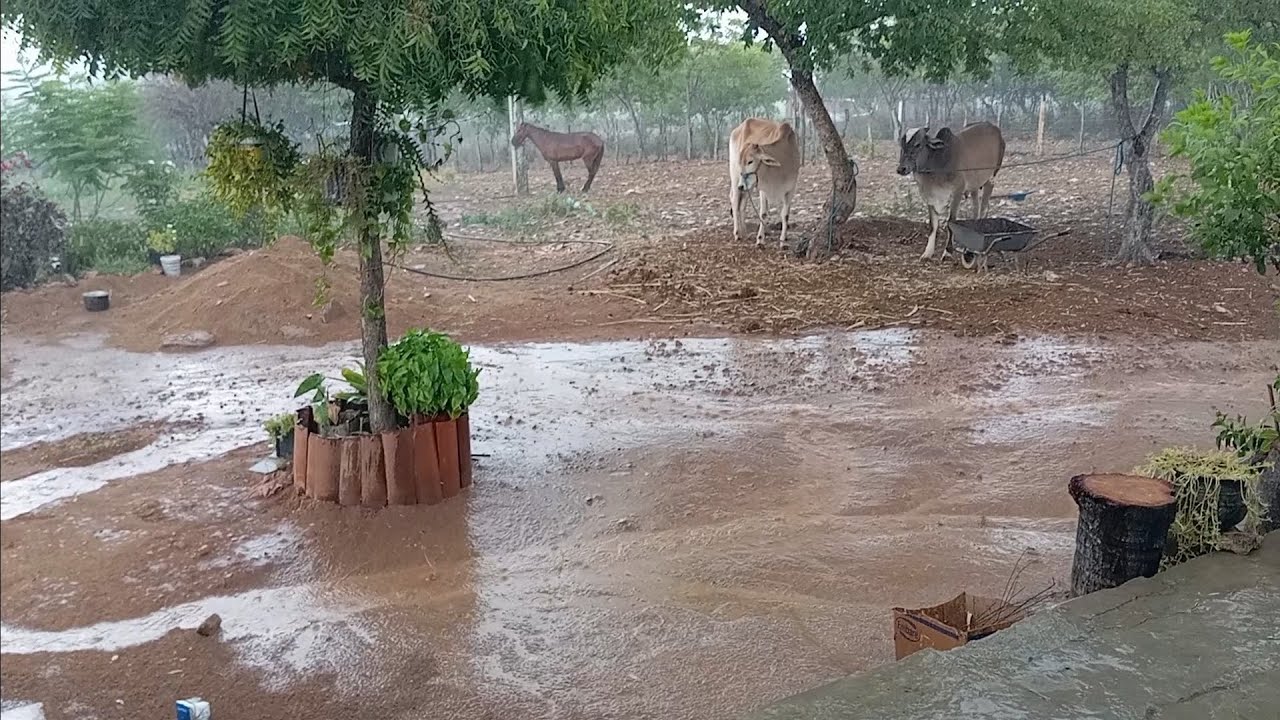 Tarde de muita chuva aqui no sítio Bonfim município de Betânia Pernambuco