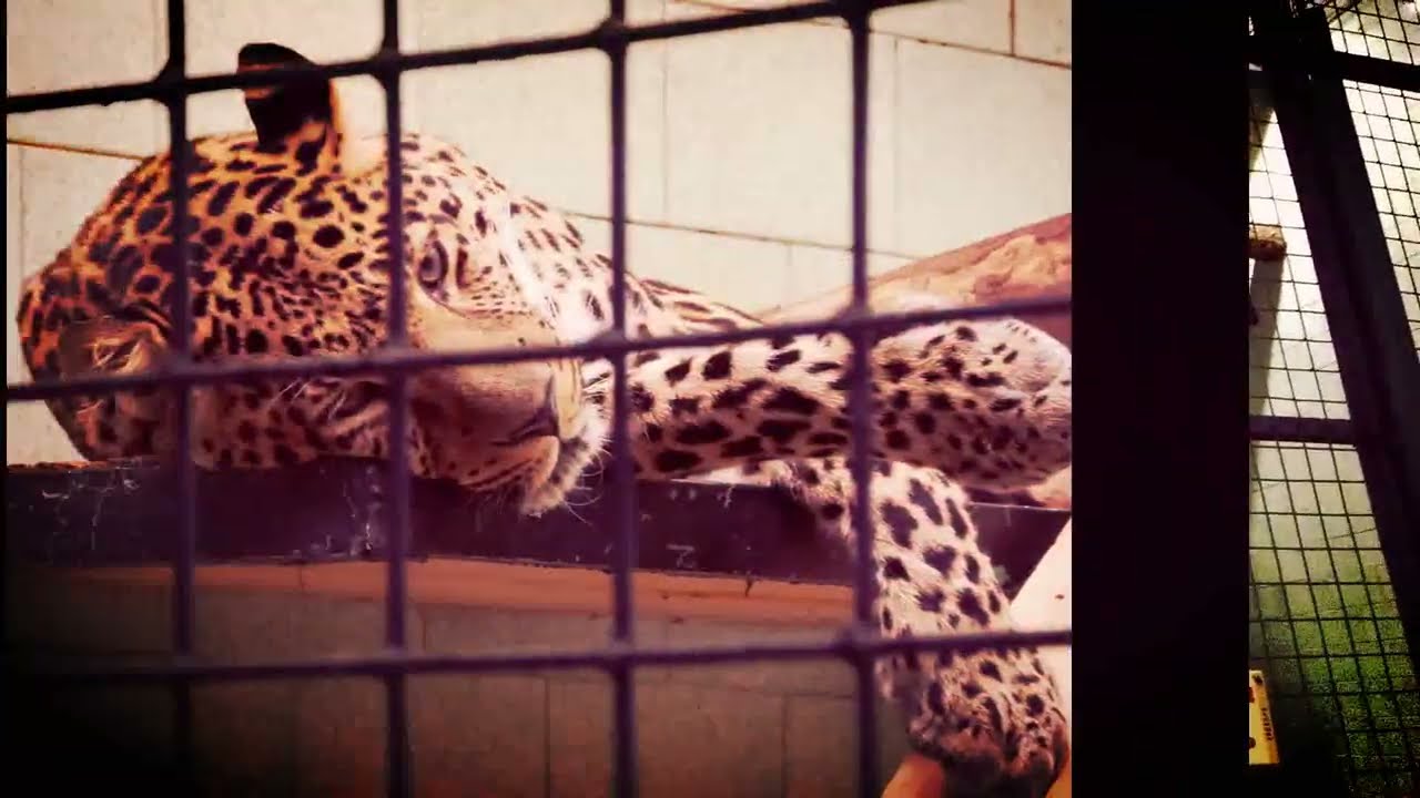 ПАМЯТИ ЛЕОПАРДА АМИРА. In Memory of Amir the Leopard 