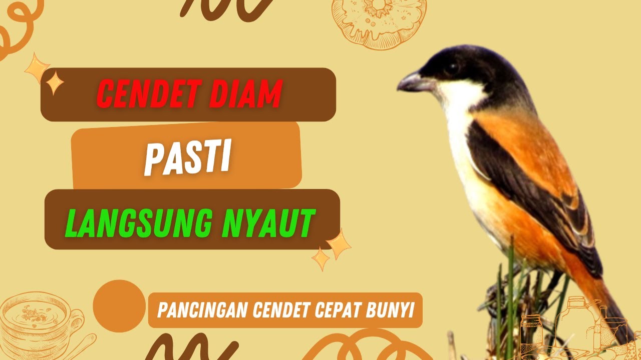 CENDET DIAM PASTI NYAUT DENGAR SUARA BEGINI❗❗ PANCINGAN CENDET GACOR❗