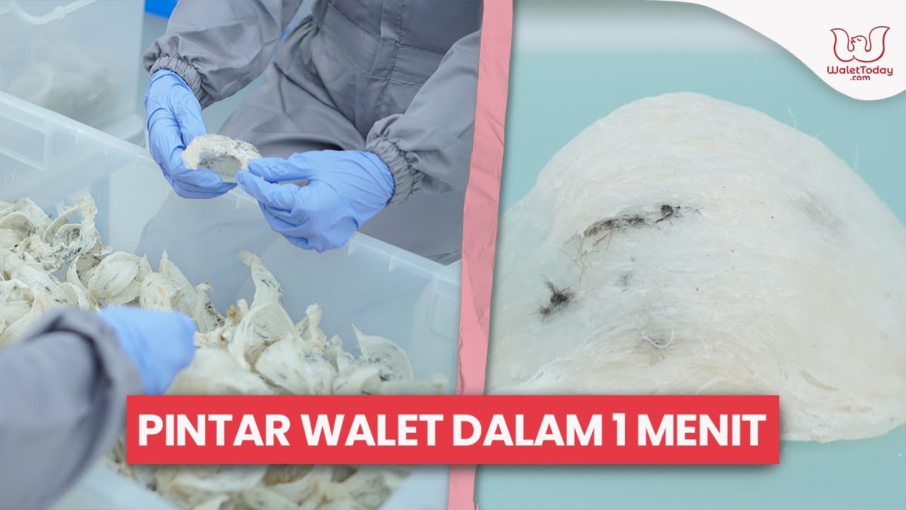 Sarang Walet Mentah Dalam 1 Menit