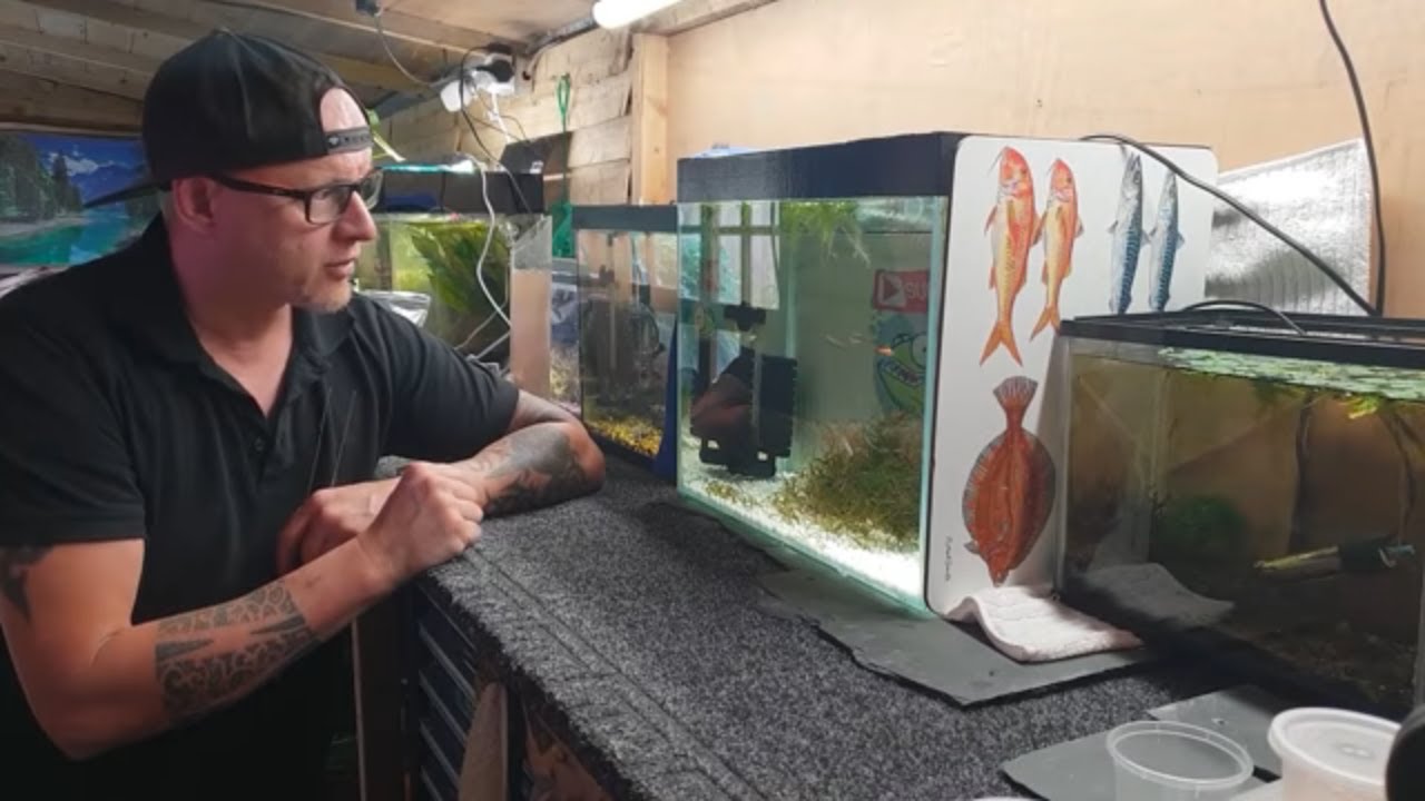 HOW TO BREED WHITE CLOUD MOUNTAIN MINNOWS