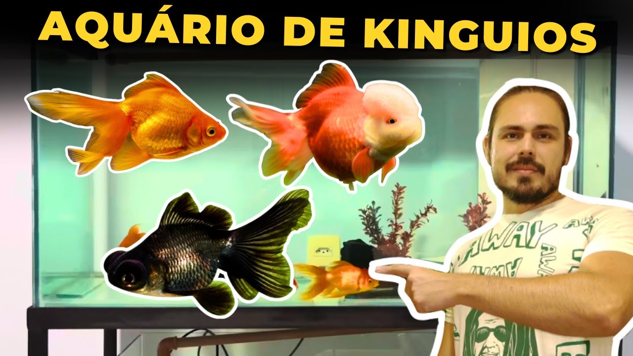 🔴O AQUÁRIO DE 200 LITROS DE KINGUIOS DO ANTONIO |Mr. Betta|