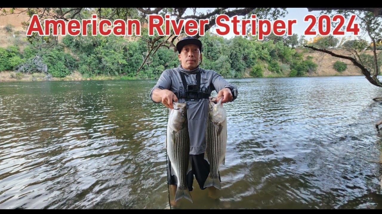 American River Striper Fishing 2024 #stripers#sacramento river#American river#pike minnow#