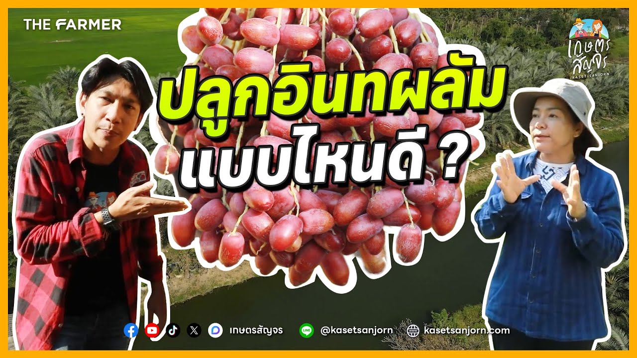 ปลูกอินทผาลัมยังไง ? ให้ได้ผลผลิตไว และมีรายได้ | เกษตรสัญจร