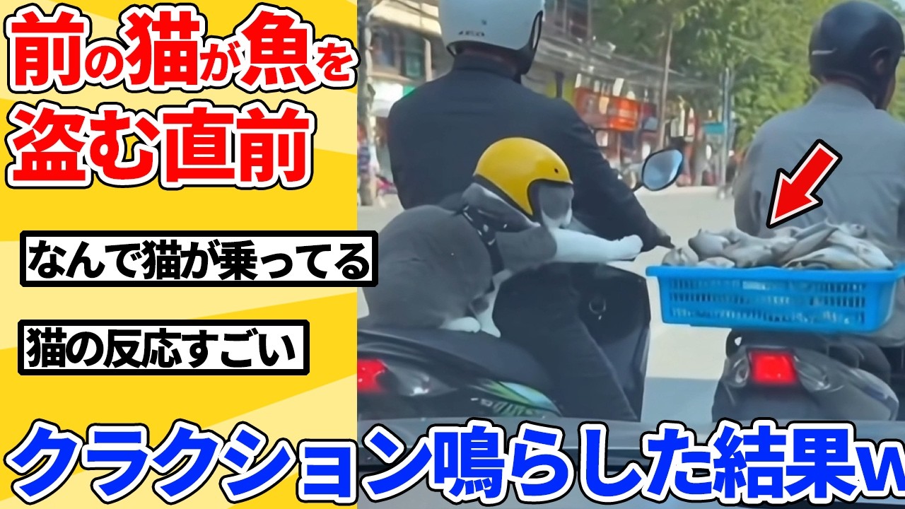 【2ch動物スレ】バイクに乗った猫が魚を盗む直前、クラクション鳴らした結果ｗｗｗｗｗ