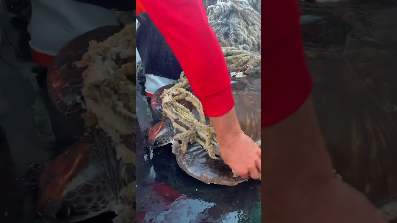 Rescuing an entangled Turtle