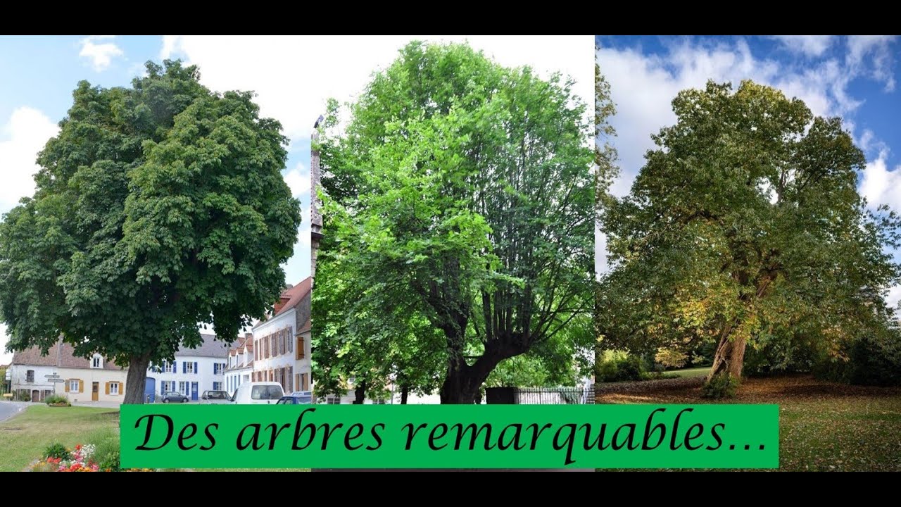 Les arbres remarquables de notre région