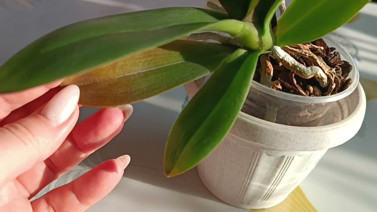 Зимнее цветение новинок🌺порадовали новые сорта