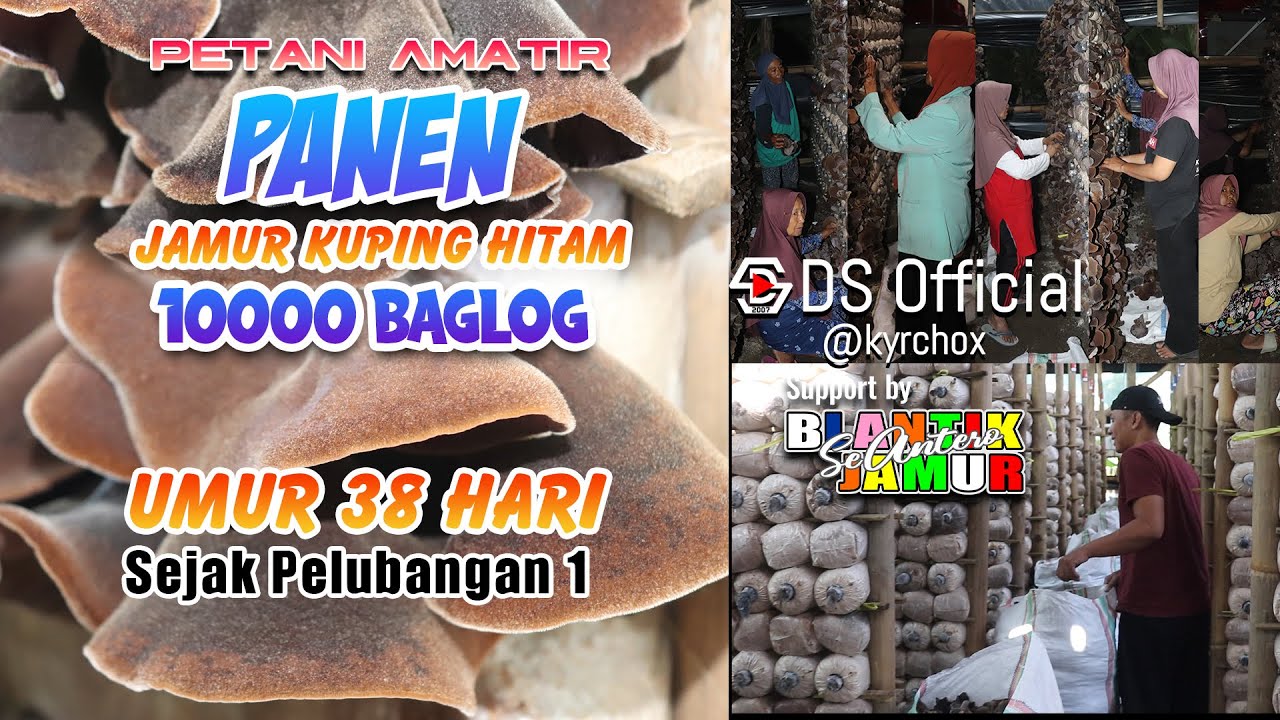 PANEN PERDANA || 10K BAG LOG JAMUR KUPING HITAM #petanijamur #blantikjamur #fungi #mushroomfarmer