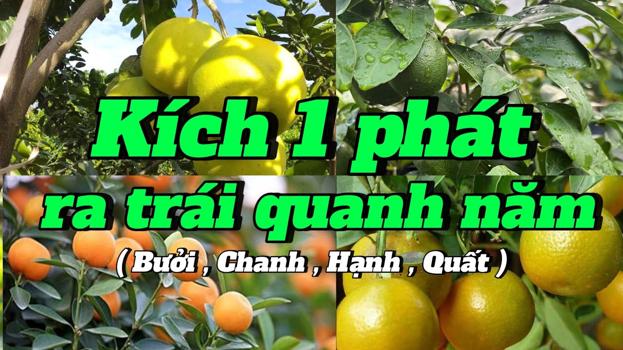 EP 314 : Mẹo 