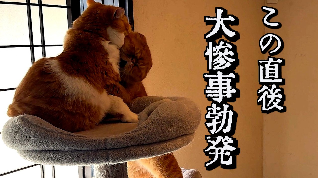 ねこ「これはアカン」