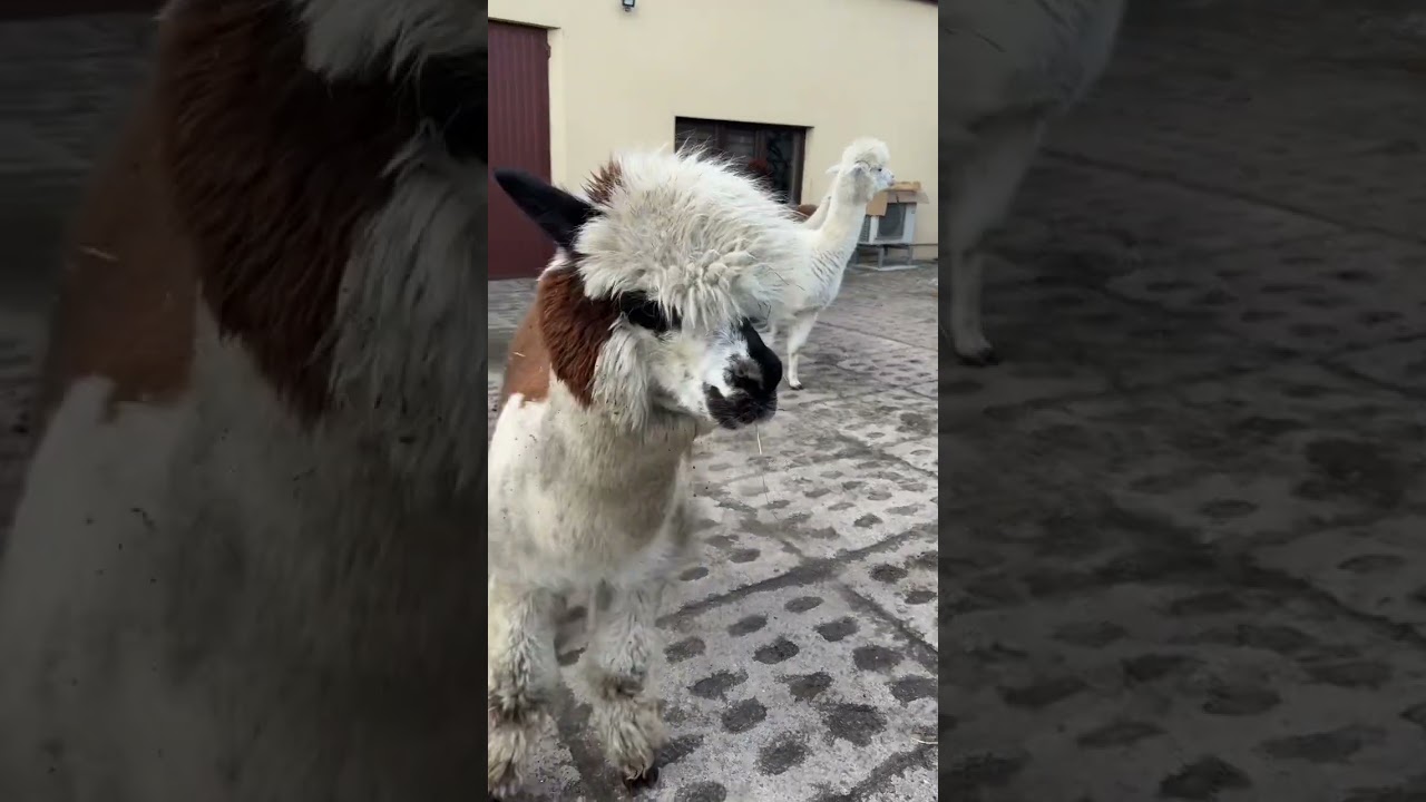 Uwaga Choccuś w natarciu #alpakitotu #wojtkowyje #alpaca #markawlasna 