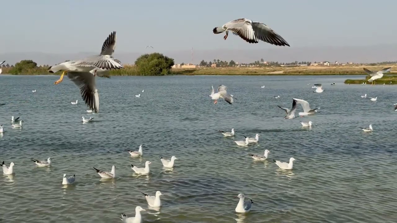 Peaceful Bird Watching & Feeding | Relaxing Nature Moments, happy moments with children 