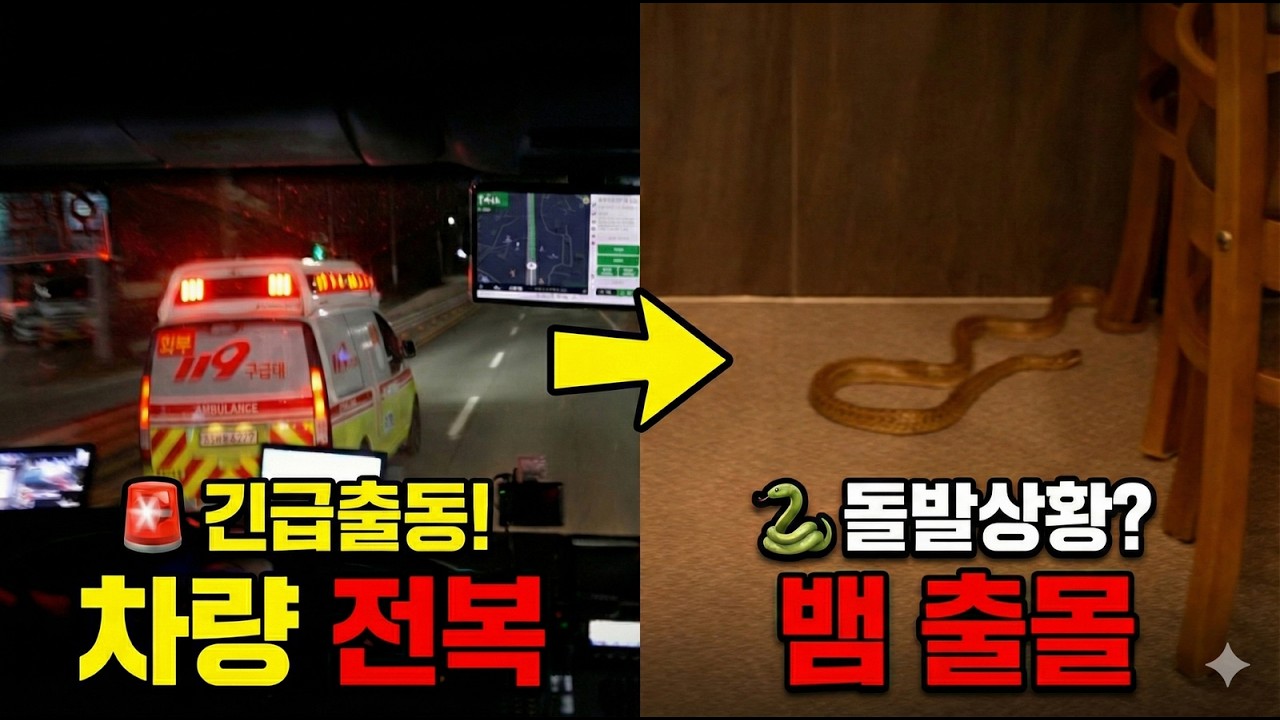 [예측불허] 차량 전복 사고라며?!🚨 긴급 출동했다가 갑자기 '뱀' 잡게 된 사연 🐍(실제상황)
