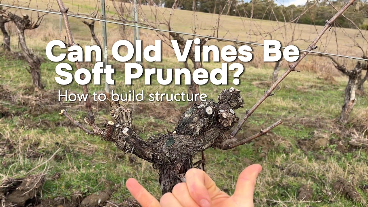 Can old vines be soft pruned?