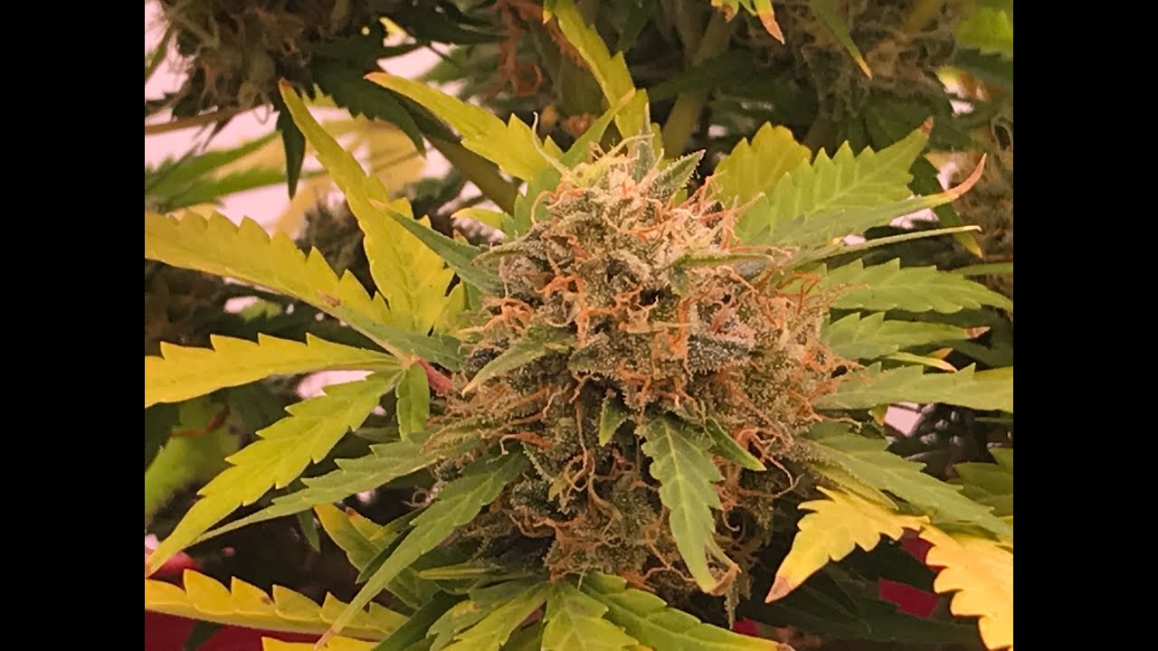 Day 63 to 70  Auto Flower White Widow Crop King Seeds