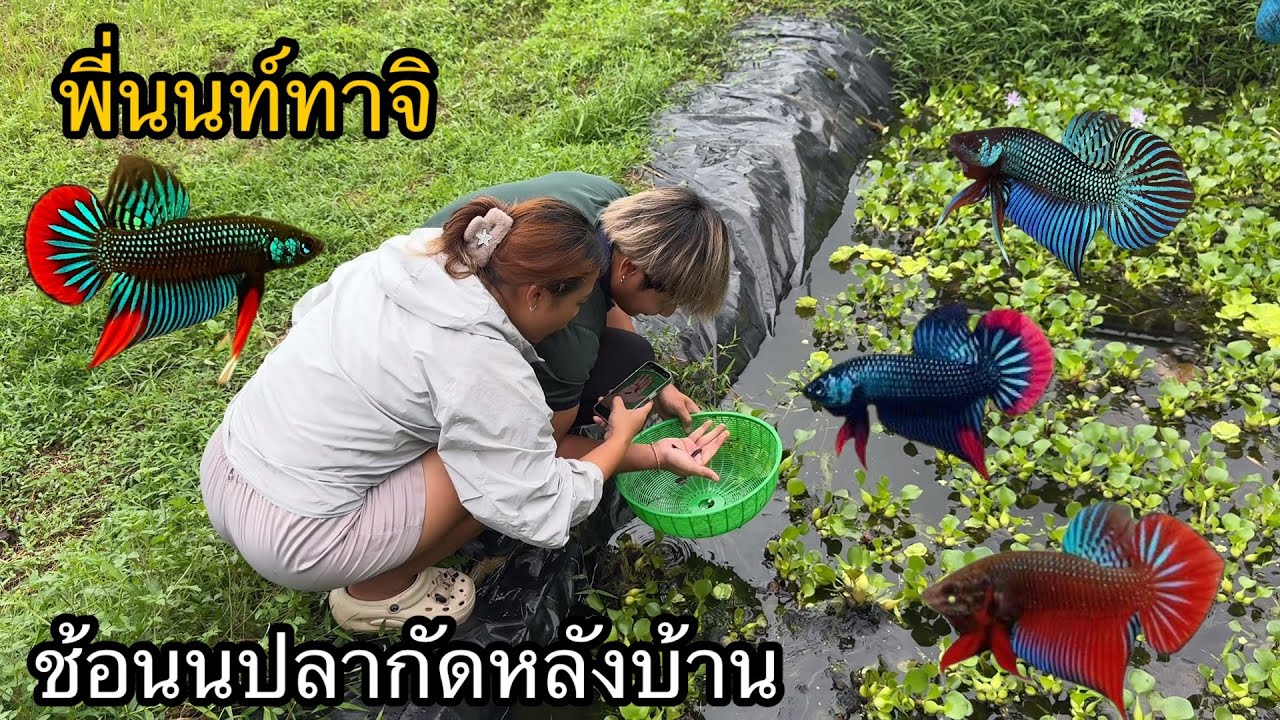 พี่นนท์ทาจิ มาแอบลักช้อนปลากัดหลังบ้าน!!