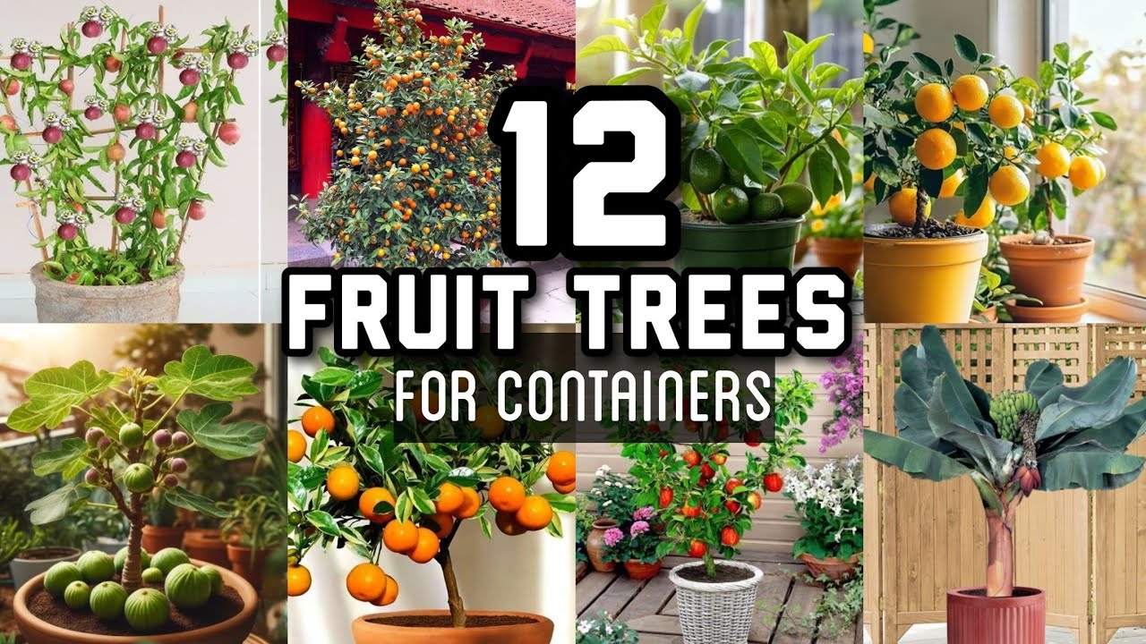 12 Dwarf Fruit Trees you can Grow Indoors in Containers | Fruit Trees for Terrace Garden