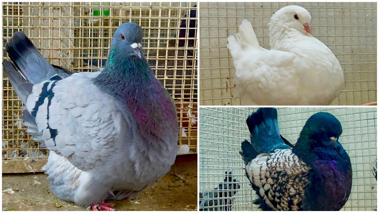 Creekwood Pigeon Loft Pune Part 5 | World’s Most Beautiful Fancy Pigeons