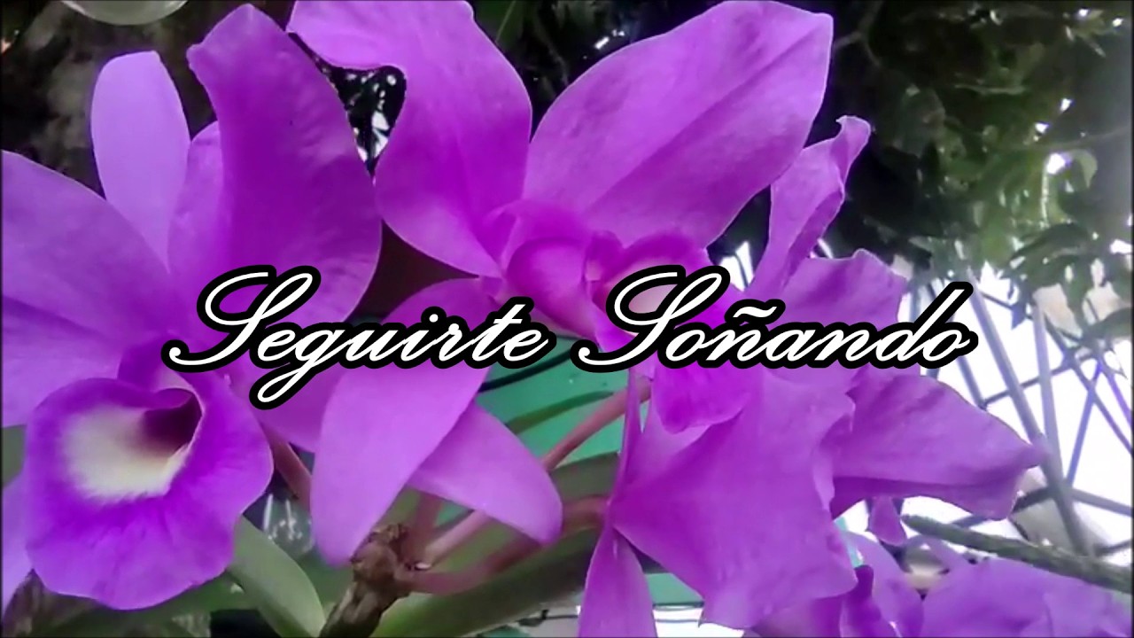 Seguirte Soñando