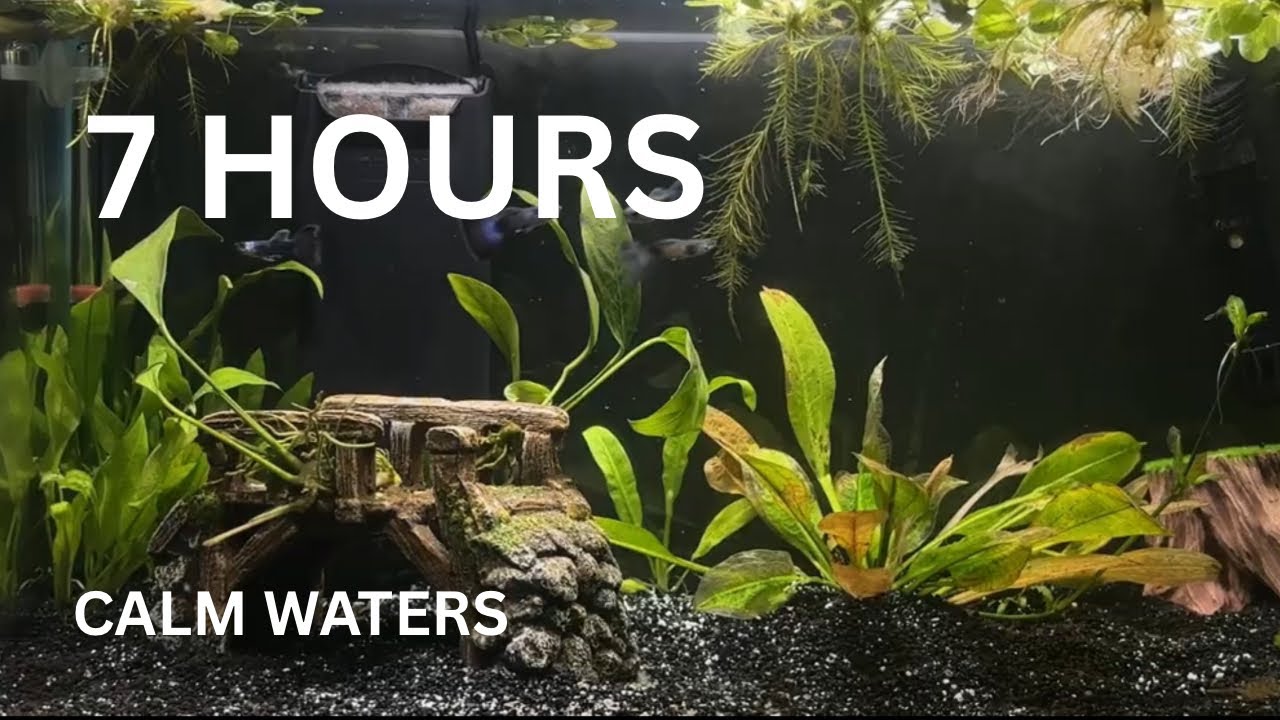 7 Hours of Calming Water Noise for Relaxation | Aquarium ambiance | No music 