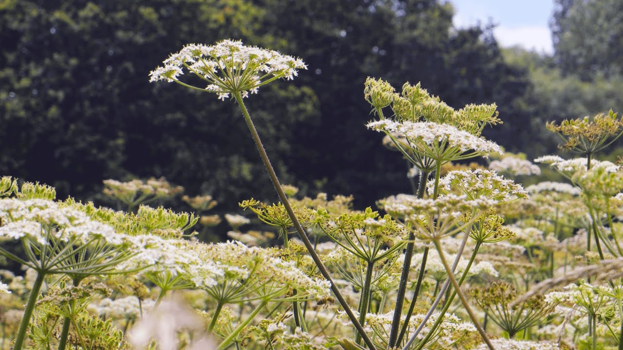 Almanac - On a Crewless Vessel (Soundtrack) [Official Video]