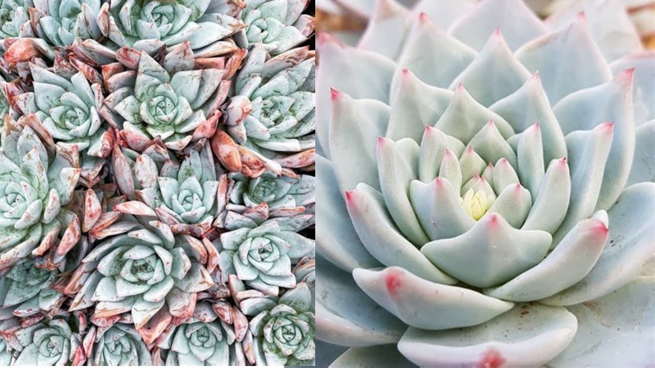 Echeveria Coloratas with Names  | Leaf and Designs | Echeveria Colorata con  ID #succulentids