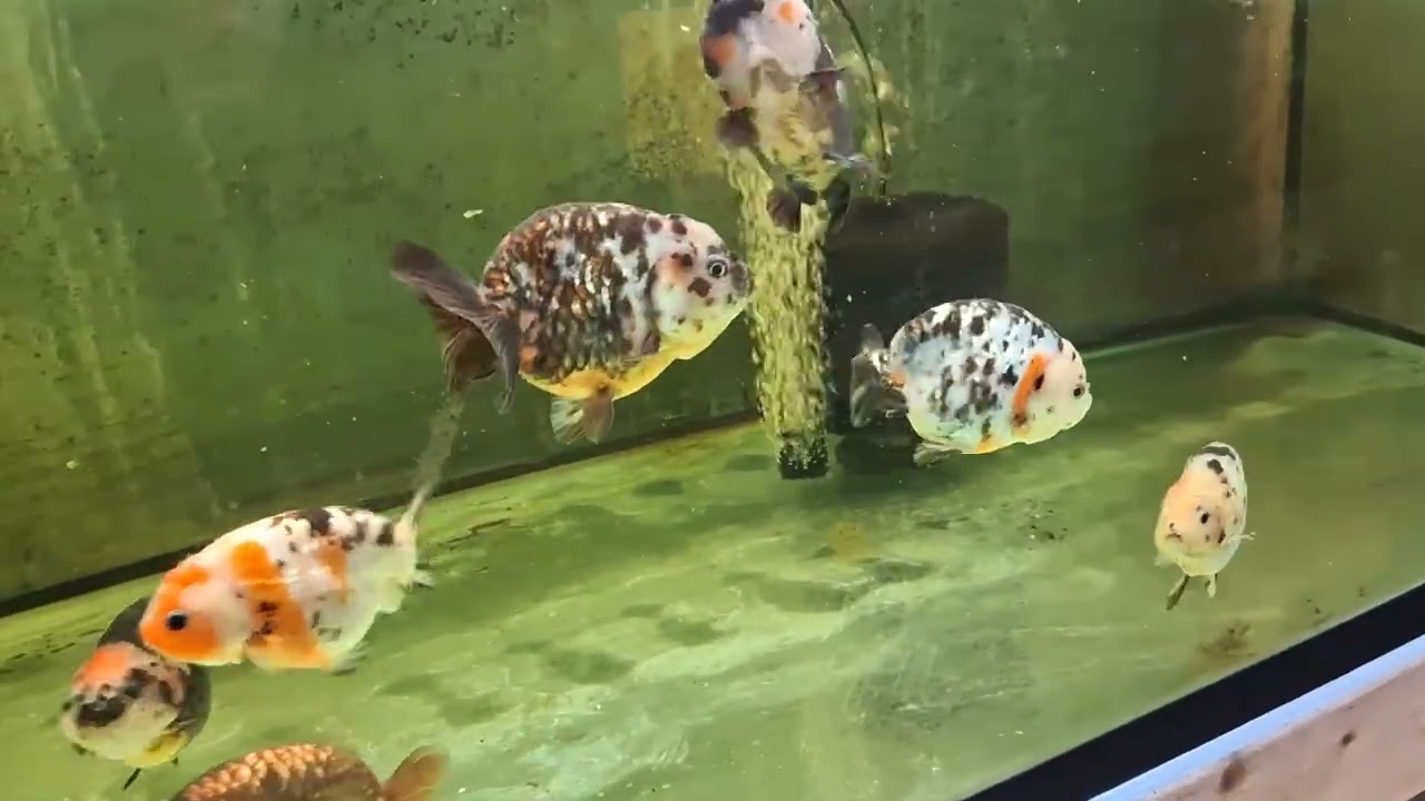 A tour of 'The Fish Sempai Koi and Goldfish Farm' in Breslau Ontario Canada