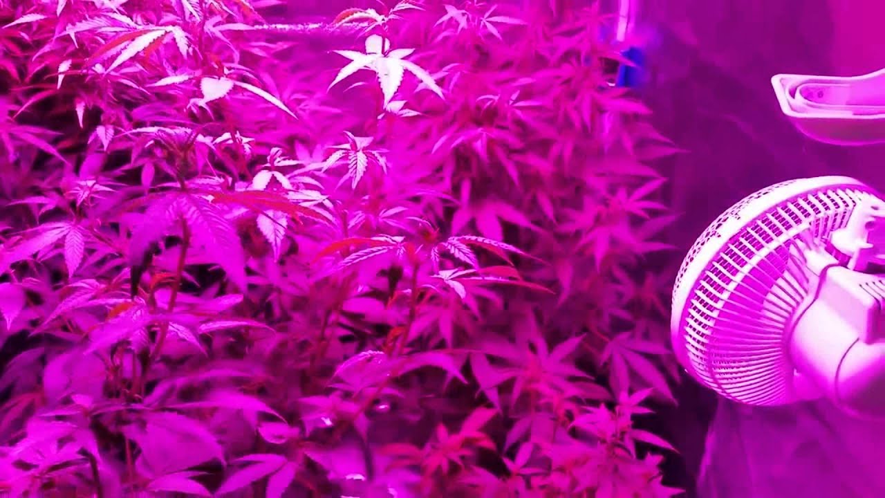 Raysace 1800W COB Grow Light working environment in growing tent