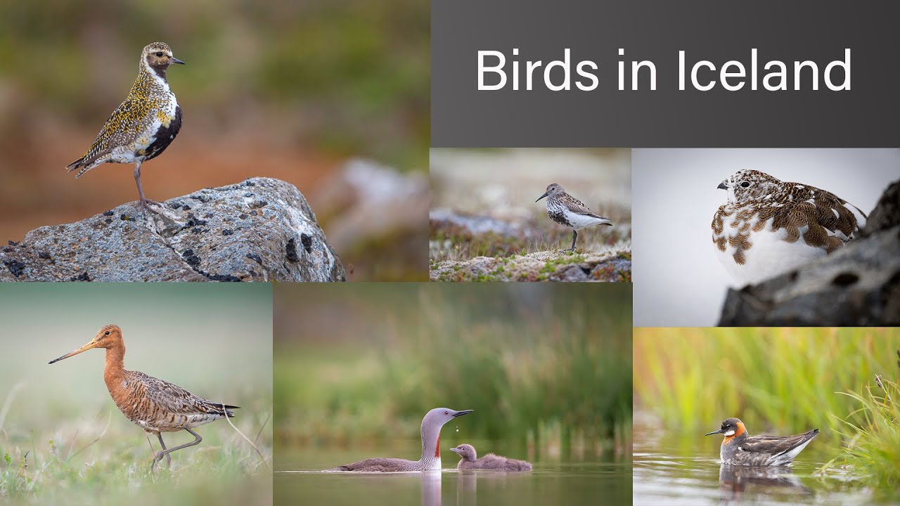 Birds in Iceland. Spring 2020.