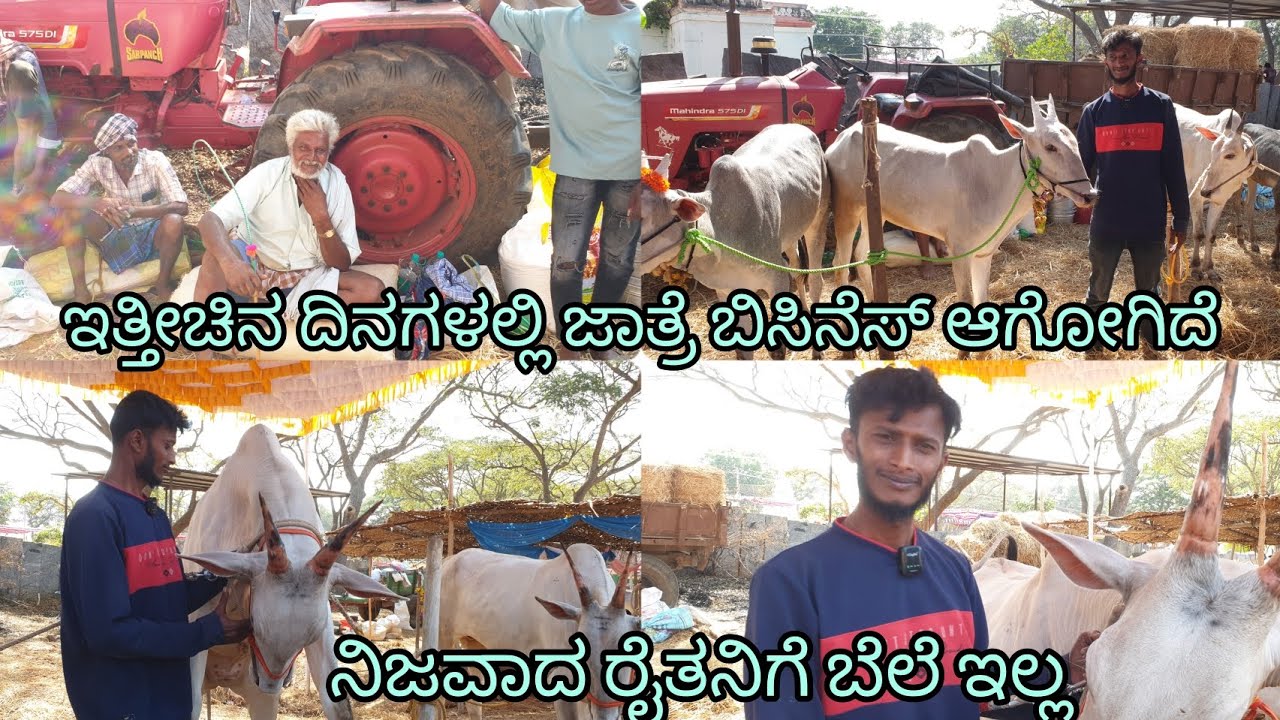 ಇತ್ತೀಚಿನ ದಿನಗಳಲ್ಲಿ ಜಾತ್ರೆ ಬಿಸಿನೆಸ್ ಆಗೋಗಿದೆ ನಿಜವಾದ ರೈತರಿಗೆ ಬೆಲೆ ಇಲ್ಲ