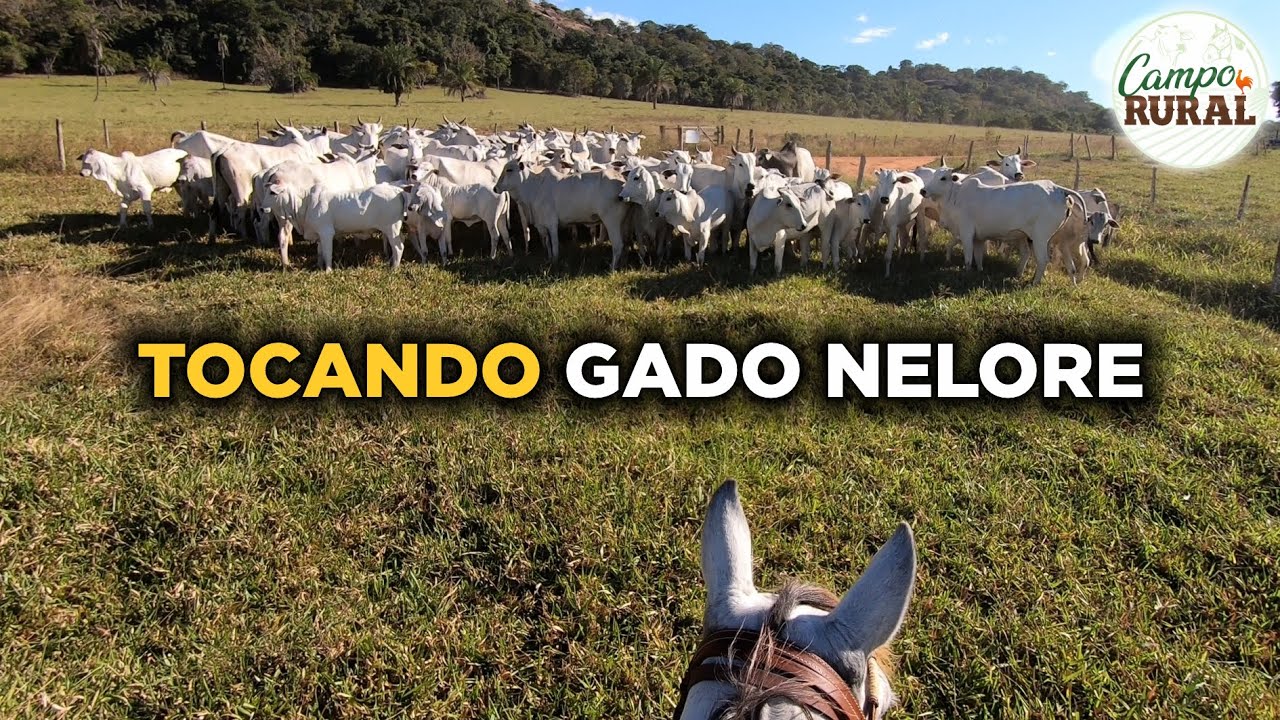 TOCANDO GADO NELORE COM ÉGUA QUARTO DE MILHA