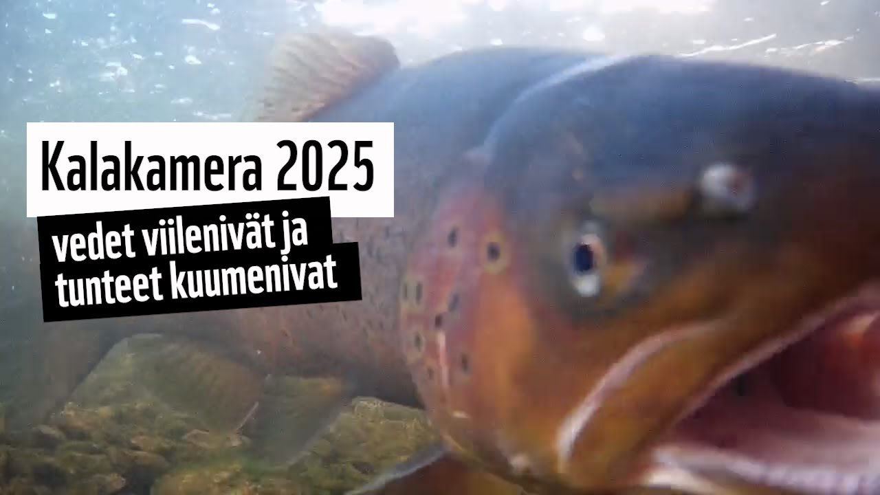 Taimenet palasivat Tainionvirtaan – WWF:n Luontoliven kalakamera 2025
