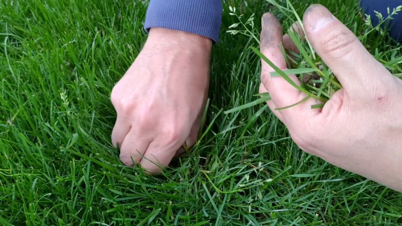 Debellare la poa annua dal prato