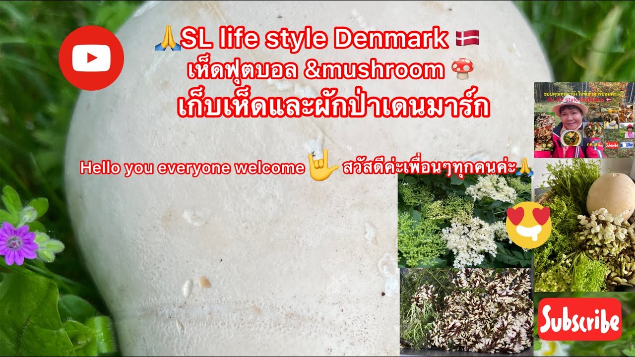 Black locust flowers # #เก็บผักป่า#ผักแคฝรั่ง#ตามมาดูของแปลกๆใหญ่มากๆเลย(สี่ผักป่า)🤟🇩🇰