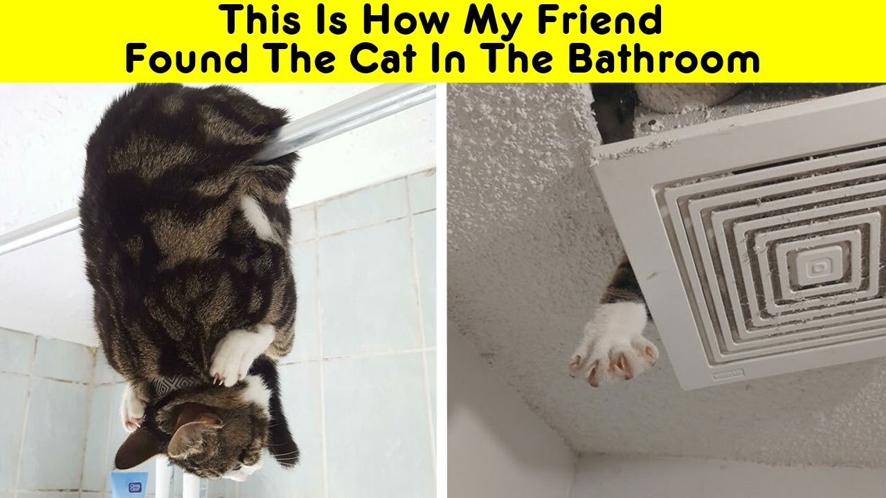 Cat Owners Share The Weirdest Places Their Cats End Up In