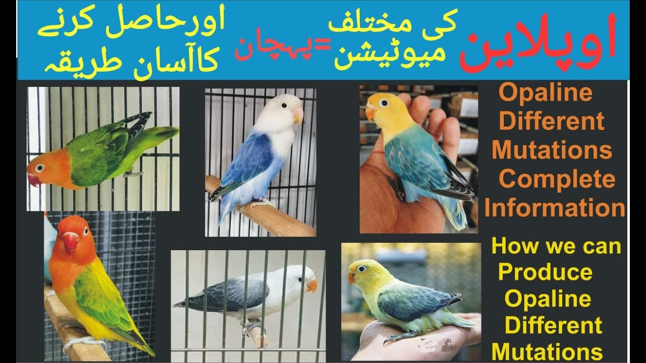 Complete Information of Opaline Mutations. How we can produce different Mutation of Opaline.