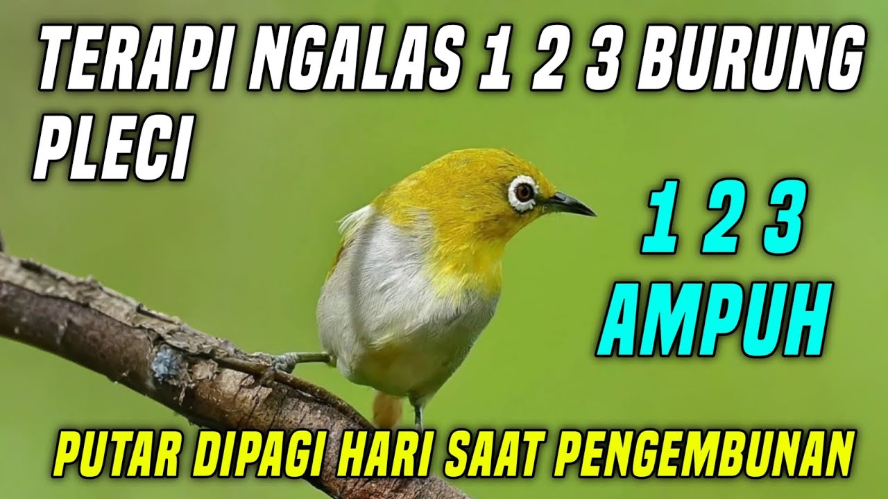 Belajar Ngalas 1 2 3 Burung Pleci Buxtomi | Suara Pleci Belajar Ngalas 1 2 3 Dijamin Ampuh