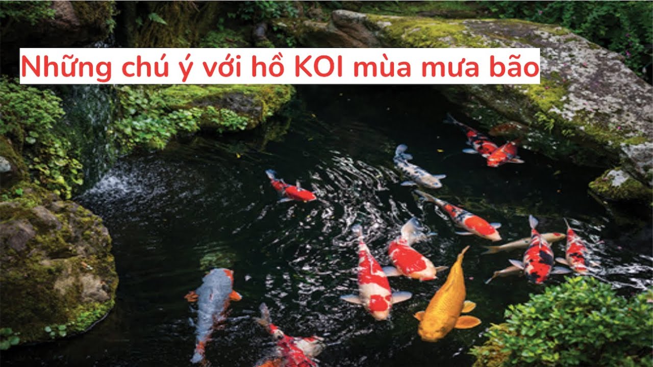 Những chú ý với hồ KOI mùa mưa bão