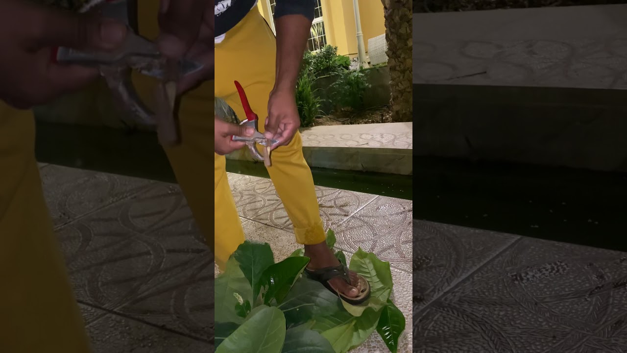 طريقة تطعيم شجرة اللوز او البيدام خطوة بخطوة فيديو (1)