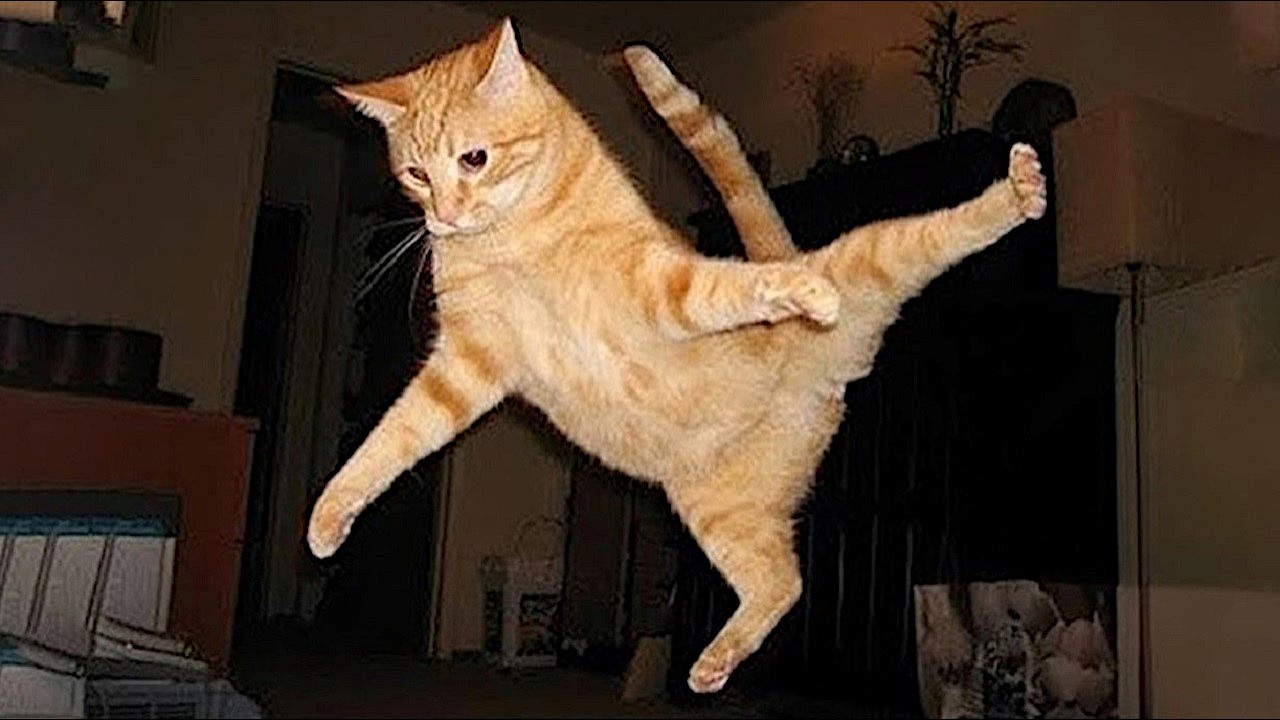 Cats create content