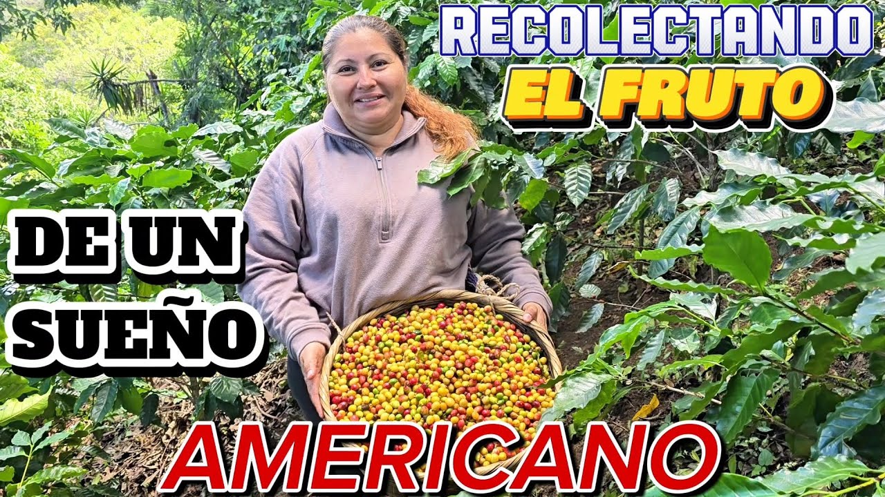 ASI disfruto Mi VIDA en la FINCA cortando Café. SUEÑO AMERICANO🇸🇻🇺🇸 ¡¡cumpliendolo!!