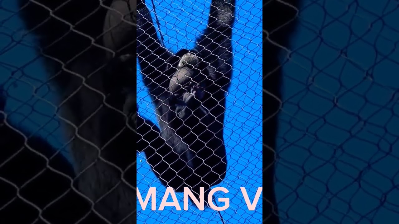 #siamang #voice  #shorts
