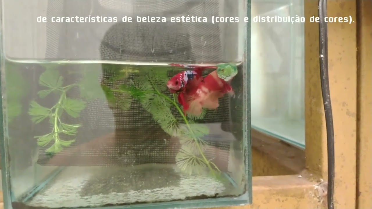 betta breeding#aquarium #bettaaquarium #fishtank
