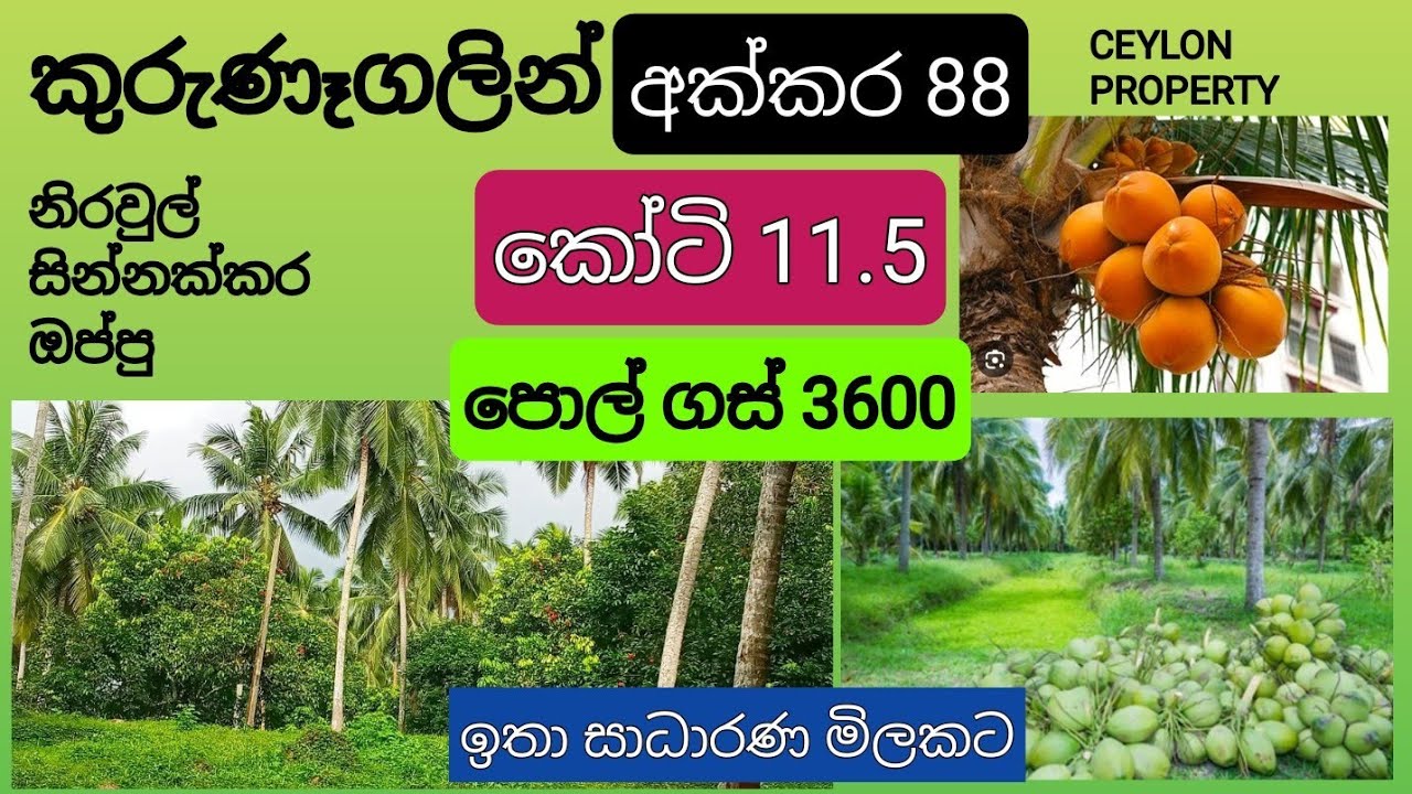 NO,,1047 # කුරුණෑගලින් අක්කර 88 ක සින්නක්කර පොල් වත්තක් විකිණීමට ,කෝටි 11.5 ,විදෙස් ගත විමක්,