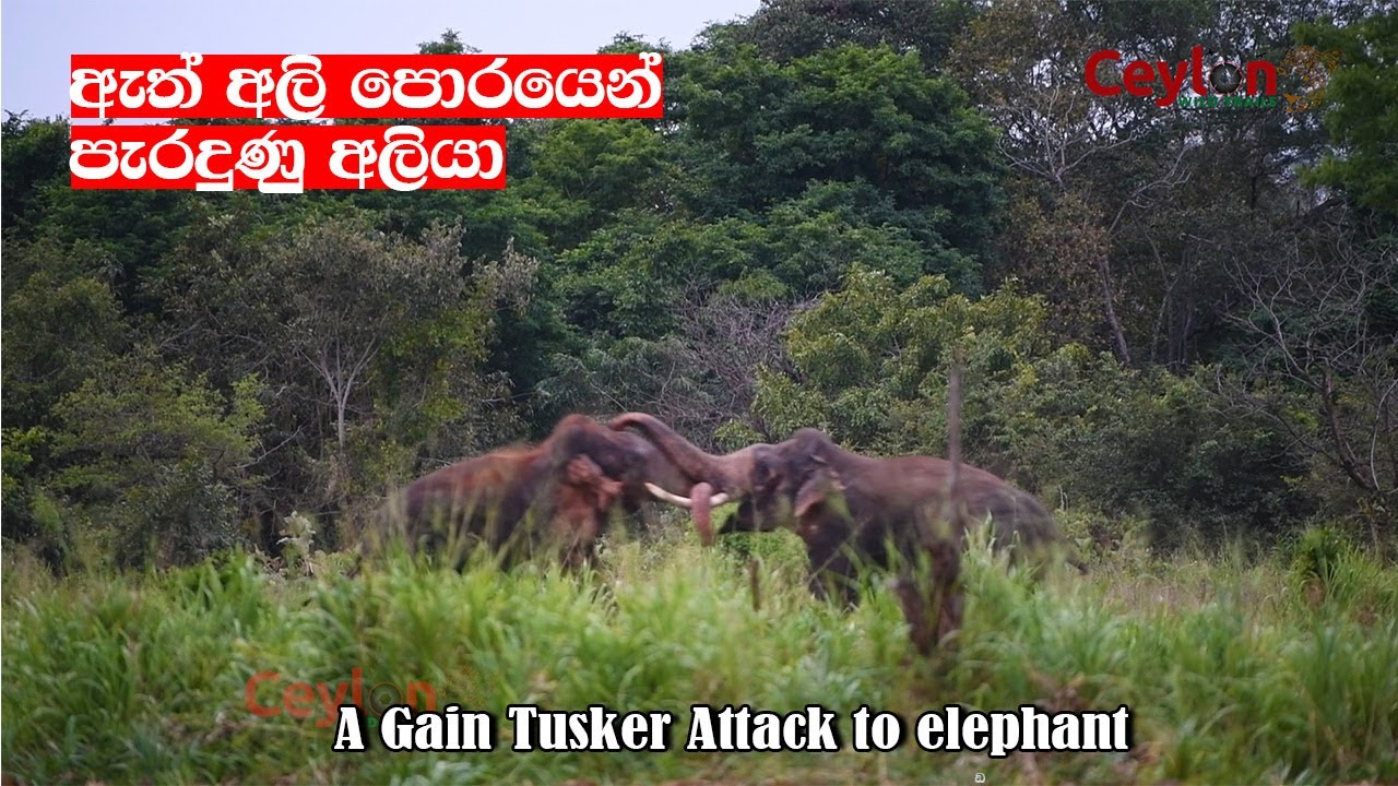 Tusker attacked to wild elephant and elephant lost the fight #attack #srilanka #elephant