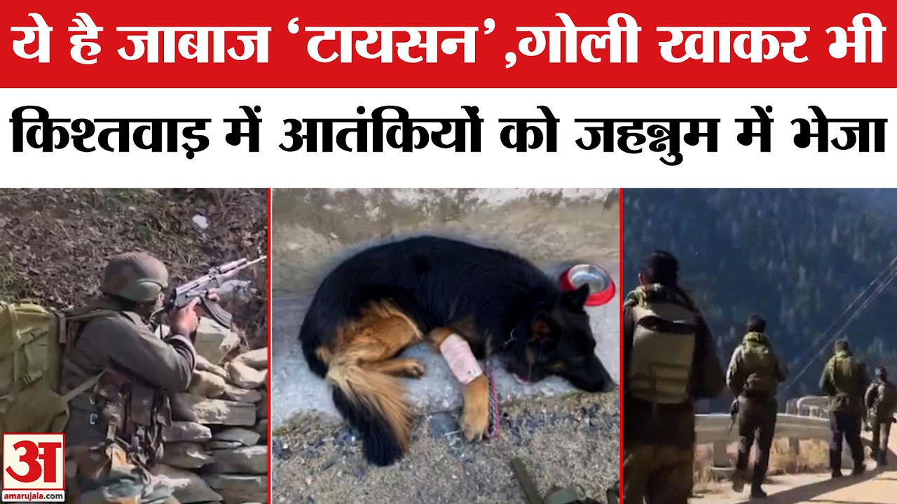 Kishtwar Encounter: किश्तवाड़ में 3 आतंकी ढेर, Army Dog 'Tyson' बना हीरो। Operation Trashi