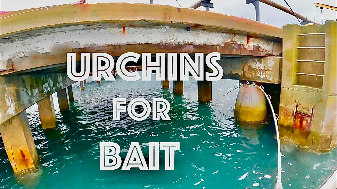 URCHINS WIN AGAIN - Rainy Day Sheepshead Fishing